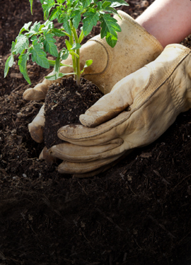 Gardening Gloves